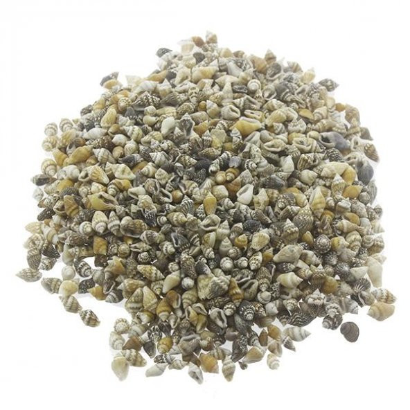 1kg Nassa Shell Deniz Kabuğu - 2
