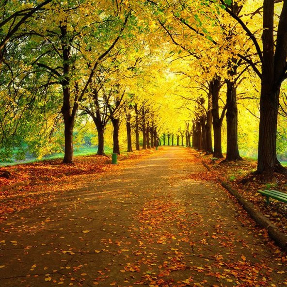 Baskılı Fon Perde Romantik Sarı Sonbahar Yapraklı Yol - 6