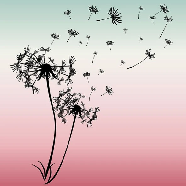 Baskılı Fon Perde Pembe Yeşil Ombre Siyah Karahindiba Desenli - 6