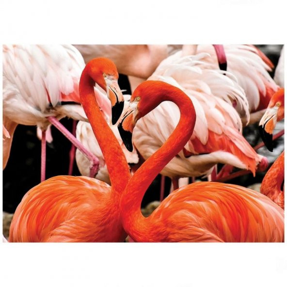 Flamingo Yapboz 100 Parça