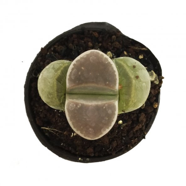 LITHOPS HOOKERI YAŞAYAN TAŞ YENİ SERİ - 1