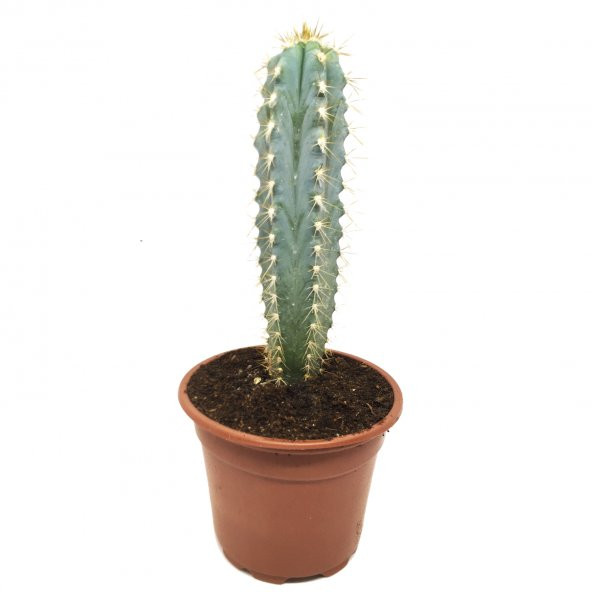 CEREUS REPANDUS UZUN KAKTÜS ÖZEL TÜR