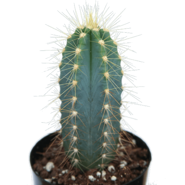 PİLOSOCEREUS AZAREUS BLUE KAKTÜS