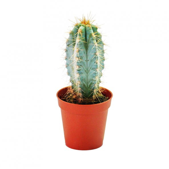 PİLOSOCEREUS AZAREUS KLEİNE KAKTÜS