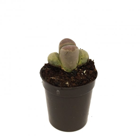 LITHOPS HOOKERI YAŞAYAN TAŞ YENİ SERİ - 2