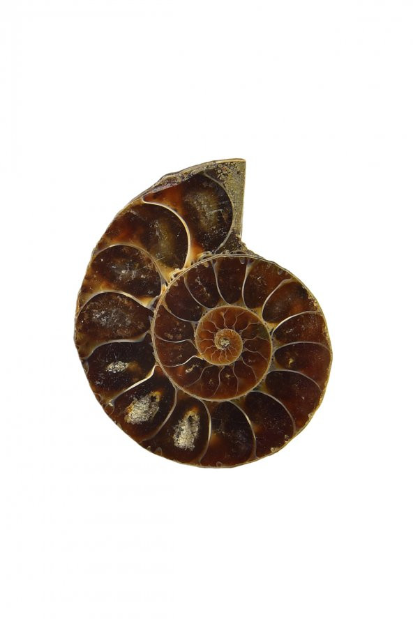 Amonit Taşı Mineral, Ham Taş FH10320