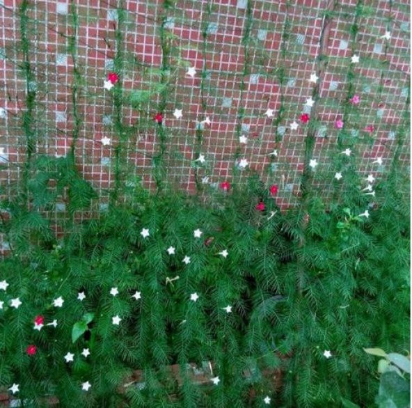 Bitki Destek Filesi 60 metre, En: 4m, Salatalık, Fasülye, Kabak Filesi - 4