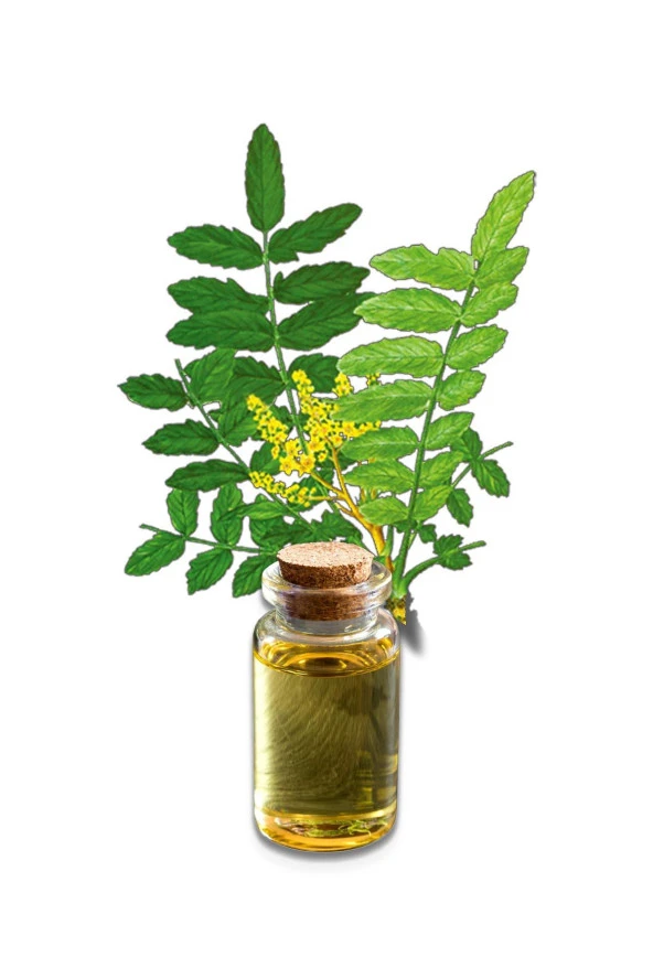 Balen Akgünlük-Sığla Ağacı Yağı (Distilasyon) 20 ml 4 Adet - Resim 3