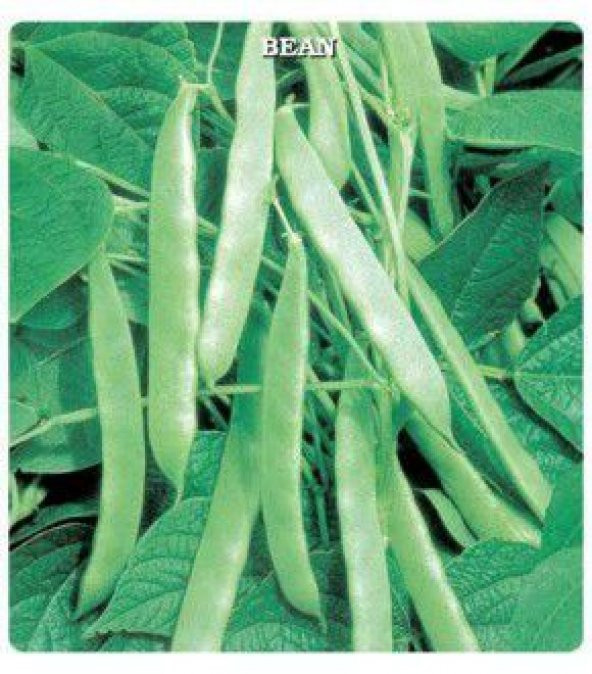 Gina (Green Line) Oturak Fasulye Tohumu 500 Gram - 3