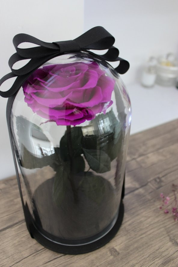 Cam Fanusta Violent Mor Solmayan Gül - 2