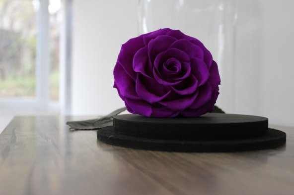 Cam Fanusta Violent Mor Solmayan Gül - 4