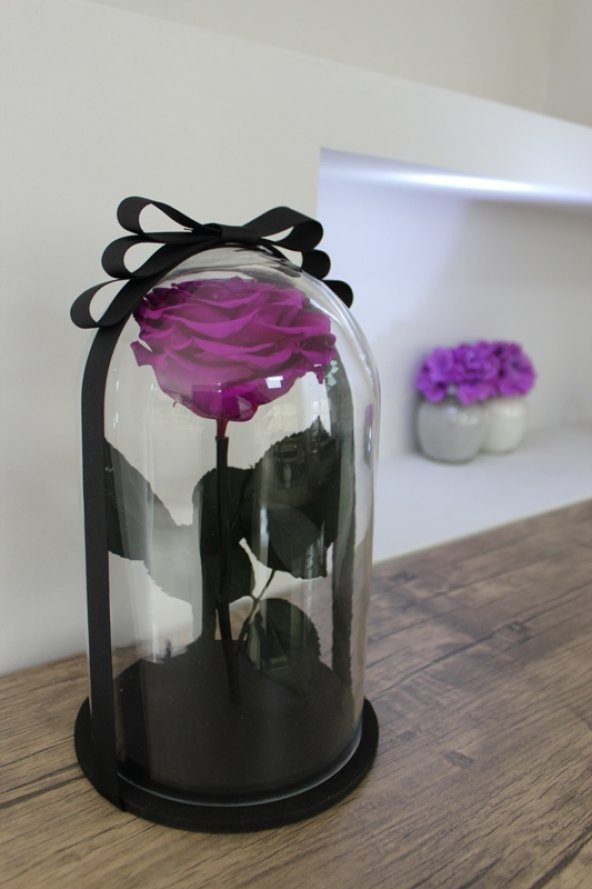 Cam Fanusta Violent Mor Solmayan Gül - 5