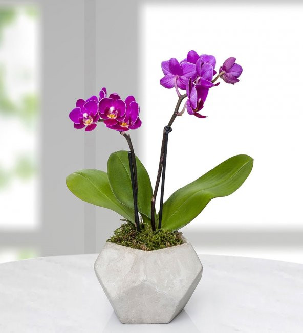 ''100 Organik Miss Melissa Zenginleştirilmiş Özel Karışım Yüksek Kalite Orkide Çiçeği Toprağı 2 Litre - Resim 2