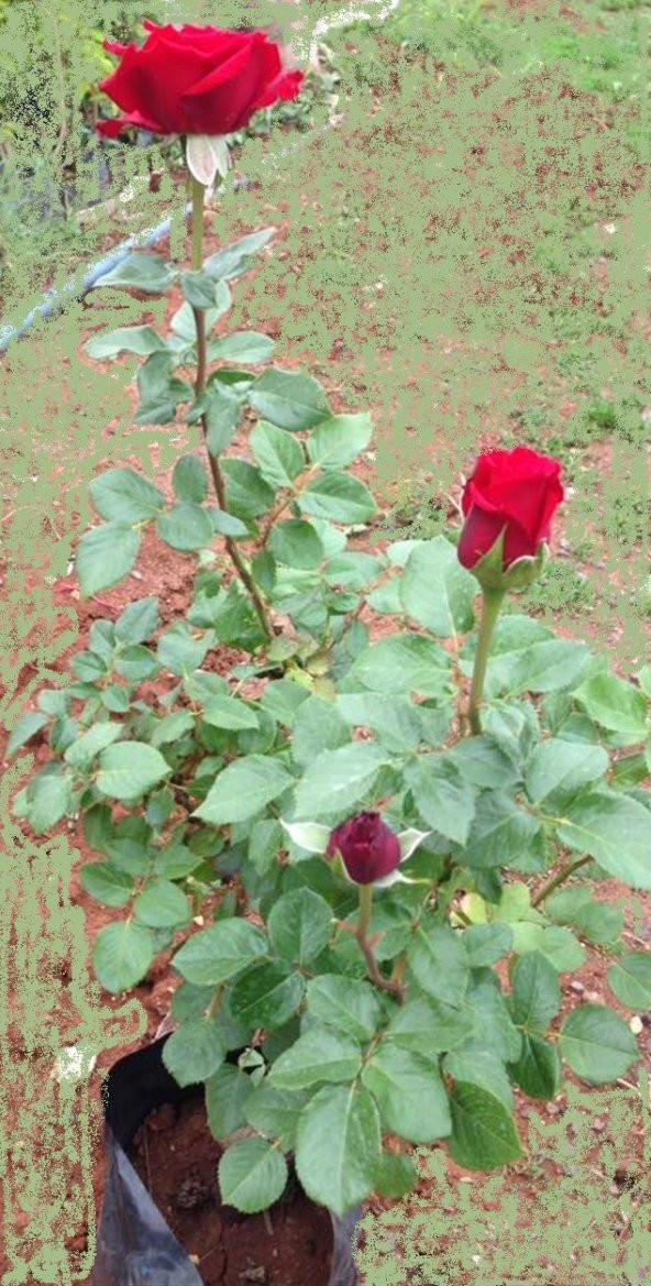 Kırmızı Gül Fidanı Saksıda