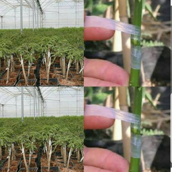 GMT Özel Kutulu Silikonlu Aşı Bandı 5 Kutu - 5