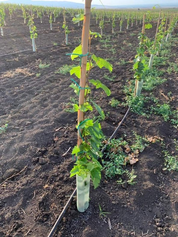 Gmt Fidan Bağlama İpi 3,5 mm 220 Mt 2,5 kg - 3