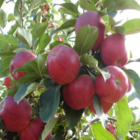 Gmt Fidan Bağlama İpi 3,5 mm 220 Mt 2,5 kg - 6