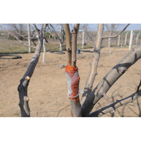 Gmt Pro-Max Aşı ve Budama Macunu 500 gr - 5