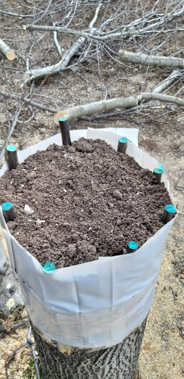 GMT Blue-Guard 250 Gr Aşı ve Budama Macunu 2 Adet - 3