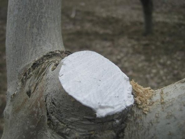 GMT Blue-Guard 250 Gr Aşı ve Budama Macunu 2 Adet - 4