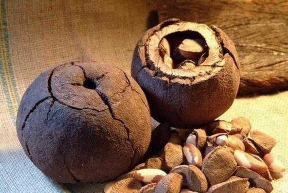 Brezilya Cevizi Fındığı Çerez Iri Boy Yeni Mahsül 100 gr - 7