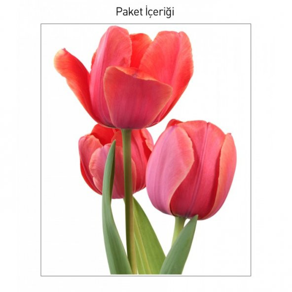 Tulip Dev Duvar Sticker - 2