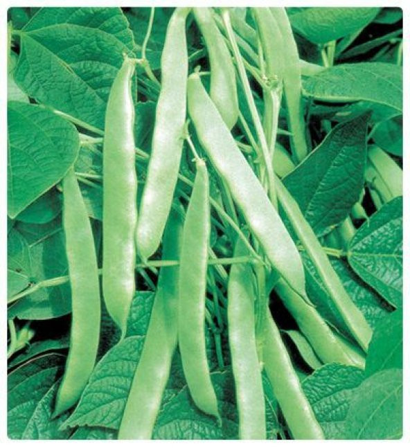 Ferasetsiz Sırık Fasulye Tohumu - 2 kg