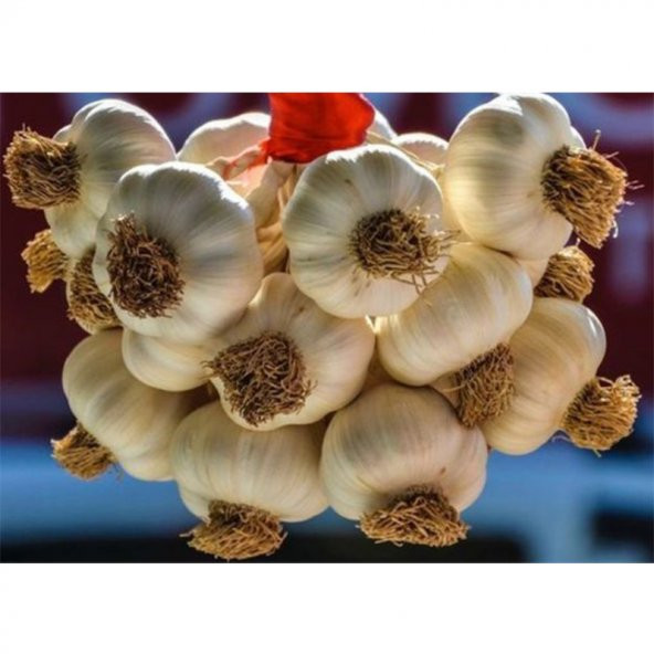 Kastamonu Taşköprü Sarımsak 500g (Orta Boy)