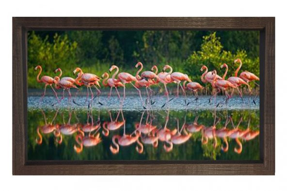 Flamingolar Tablosu