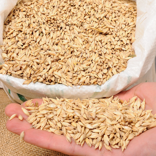 KASTAMONU SİYEZ BUĞDAYI KABUKLU 25KG - 2