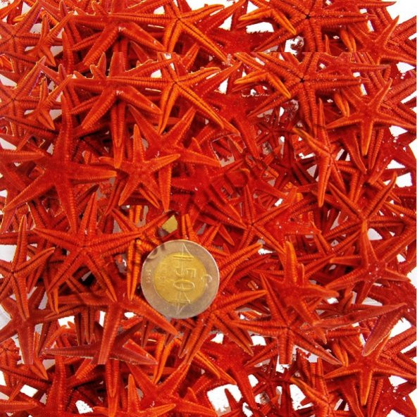 Naturel Deniz Yıldızı Minik Boy  1.5 Cm -3 Cm - 100 Adet  Kırmızı