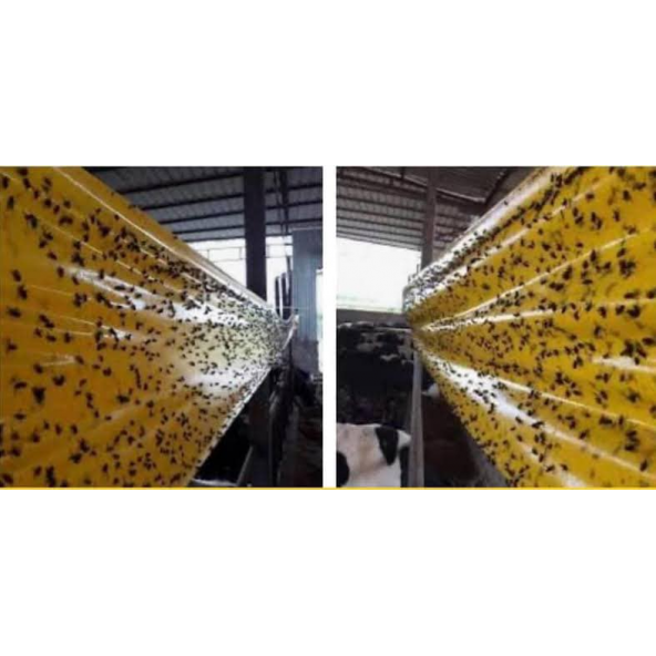 Sinek Bandı, Yapışkan Sinek Tuzağı, Bol Yapışkanlı 30cmx100M - 2