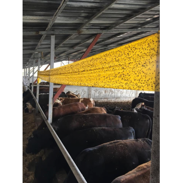 Sinek Bandı, Yapışkan Sinek Tuzağı, Bol Yapışkanlı 30cmx100M - 3