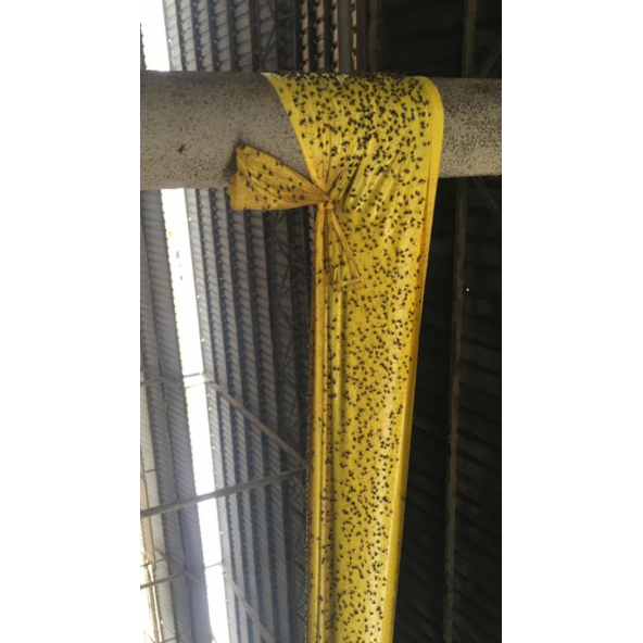 Sinek Bandı, Yapışkan Sinek Tuzağı, Bol Yapışkanlı 30cmx100M - 4