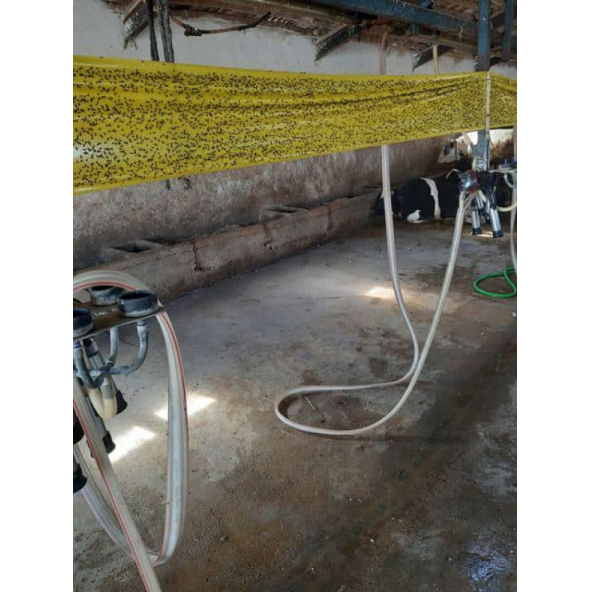 Sinek Bandı, Yapışkan Sinek Tuzağı, Bol Yapışkanlı 30cmx100M - 5