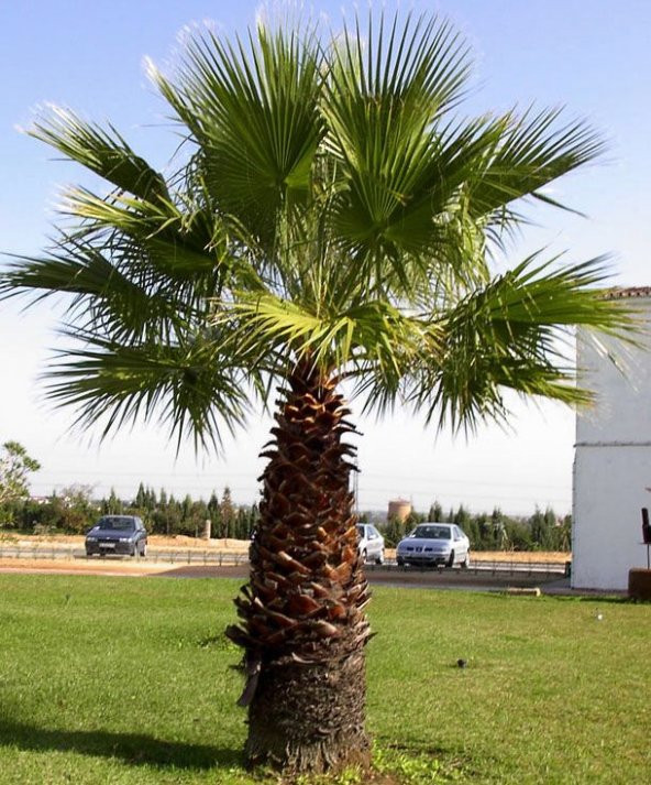 TÜYLÜ PALMİYE FİDANI 30-40 cm / Chamaerops Excelsa