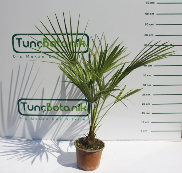 TÜYLÜ PALMİYE FİDANI 30-40 cm / Chamaerops Excelsa - Resim 2
