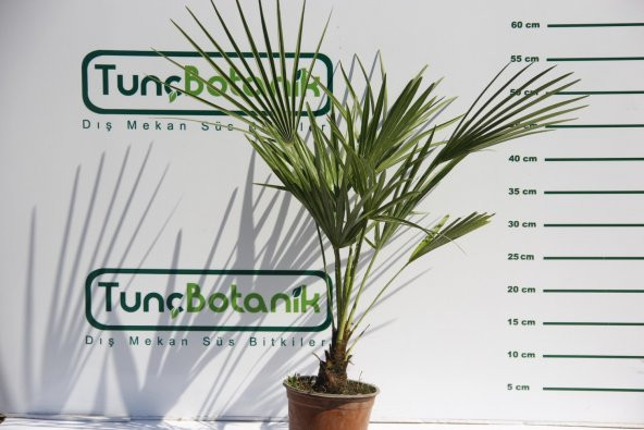 TÜYLÜ PALMİYE FİDANI 30-40 cm / Chamaerops Excelsa - Resim 3