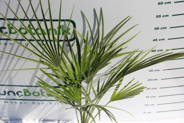 TÜYLÜ PALMİYE FİDANI 30-40 cm / Chamaerops Excelsa - Resim 4
