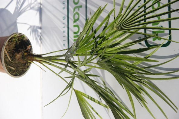 TÜYLÜ PALMİYE FİDANI 30-40 cm / Chamaerops Excelsa - Resim 5