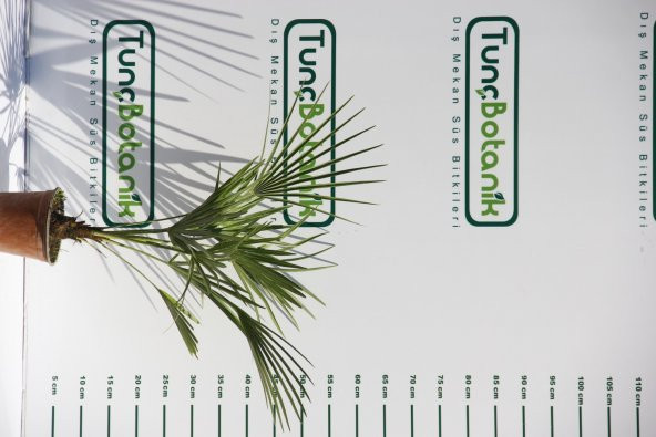 TÜYLÜ PALMİYE FİDANI 30-40 cm / Chamaerops Excelsa - Resim 6