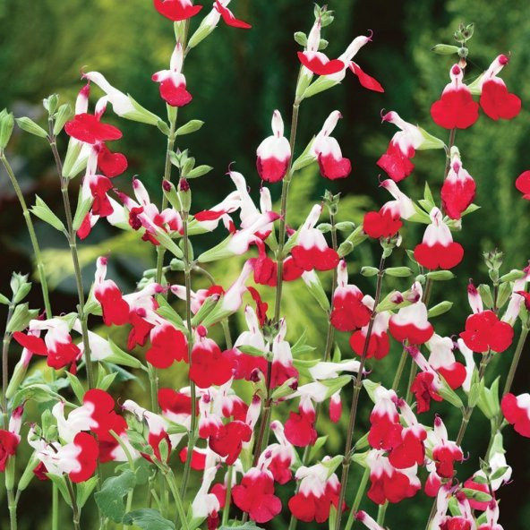 SÜS ADAÇAYI - Salvia Microphylla Hot Lips