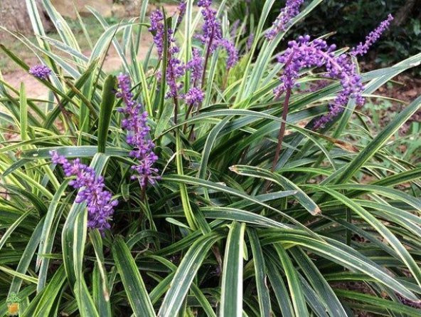 ÇİM ZAMBAĞI 3 ADET Liriope Muscari Variegata - 1