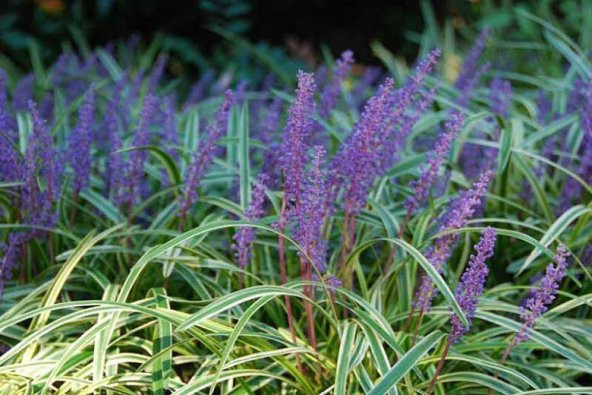 ÇİM ZAMBAĞI 3 ADET Liriope Muscari Variegata - 3