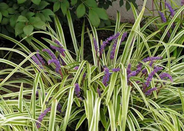 ÇİM ZAMBAĞI 3 ADET Liriope Muscari Variegata - 4
