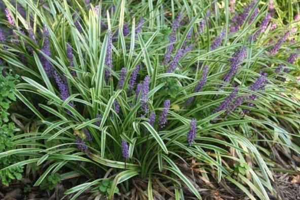 ÇİM ZAMBAĞI 3 ADET Liriope Muscari Variegata - 5