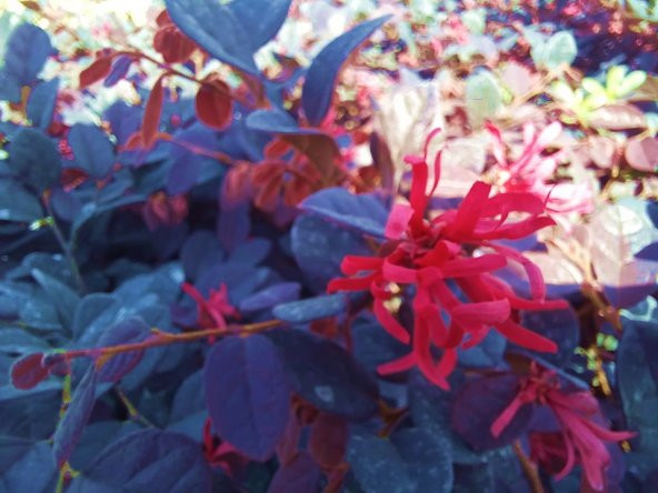 LOROPETALUM - PEMBE RÜYA ÇİÇEĞİ 3 ADET - 1