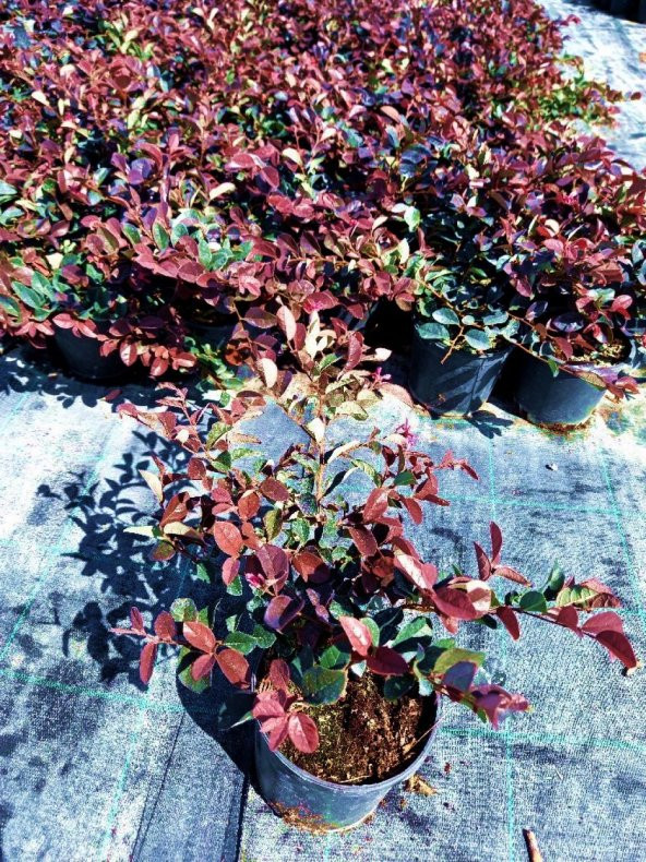 LOROPETALUM - PEMBE RÜYA ÇİÇEĞİ 3 ADET - 2