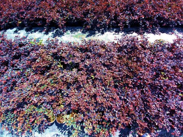 LOROPETALUM - PEMBE RÜYA ÇİÇEĞİ 3 ADET - 4