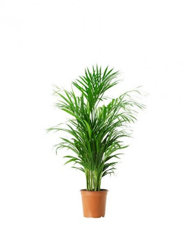 AREKA PALMİYESİ 3 ADET - HEDİYELİK SALON BİTKİSİ - 1